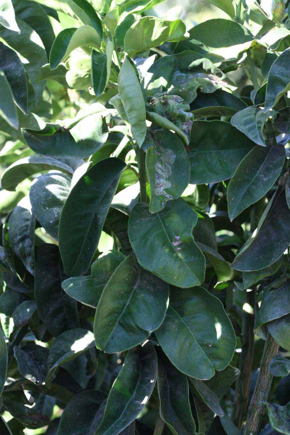              Shade leaves (Bouquet de Fleurs, Riverside, CA)       